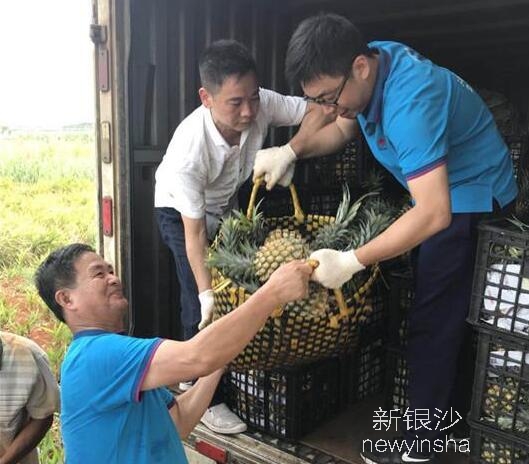 爱心助农 “湛报优鲜”5000斤菠萝销售一空