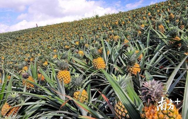 所地合作助推热带农作物精深加工，湛江剑指菠萝滞销“痼疾”