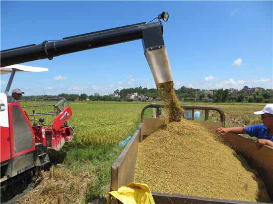 廉江营仔镇实行规模化种植水稻