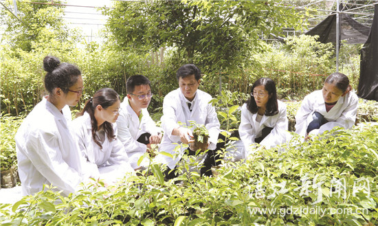 湛江研究院牛樟育苗科研团队的背后故事实现牛樟育苗栽培规模化