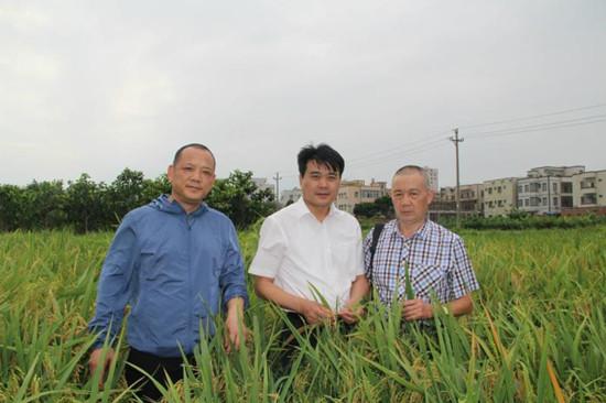 曾松亭一行到广东海洋大学超远缘杂交育种试验地调研