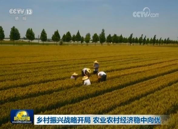 乡村振兴战略开局 农业农村经济稳中向优