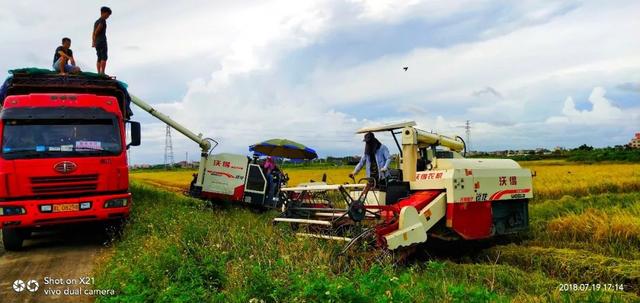 亩产1000斤！佛山这款丝苗大米火到了湛江！