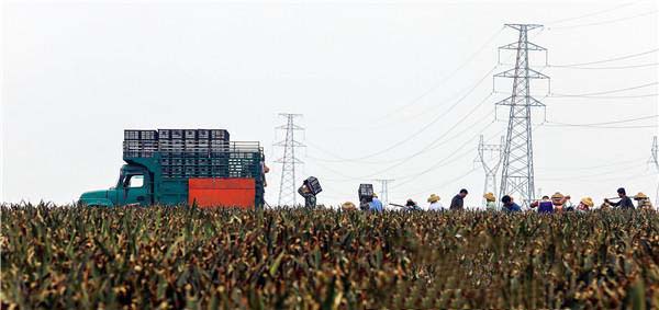 徐闻曲界、廉江良垌获批开展农业产业强镇示范建设