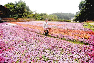 湛江：迎春花展将现市区公园