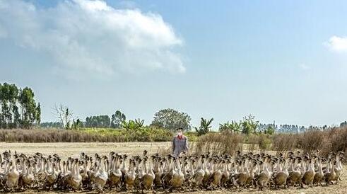 养鹅“不走寻常路”反季育苗助农增收